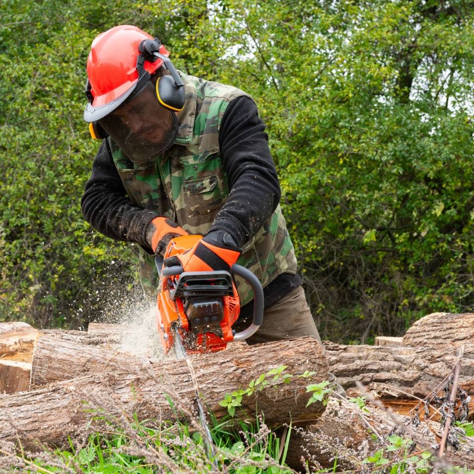 Lumberjack with a chainsaw cutting trees in the forest. Preparing firewood for winter.
